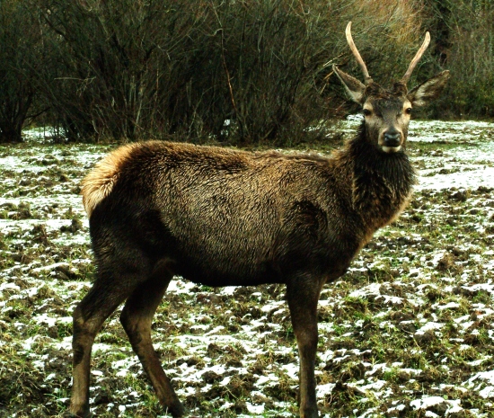 Ancora cervi